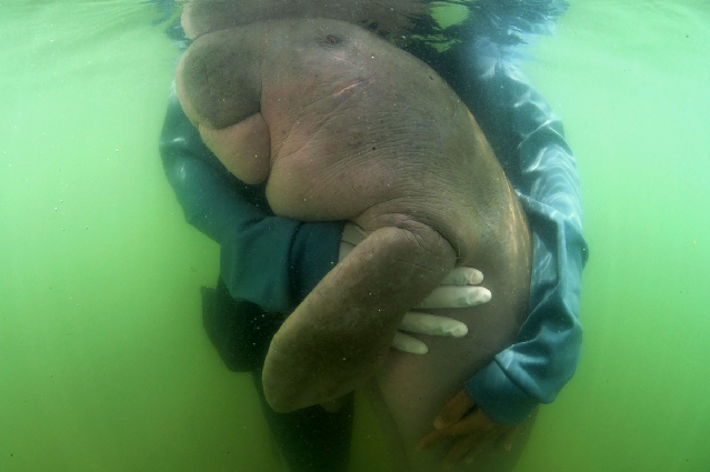 baby dugong mariam being cared for by her owner photo afp