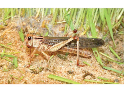 locust control operations under way locust control operations under way