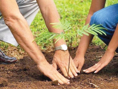 cm launches plantation drive today cm launches plantation drive today