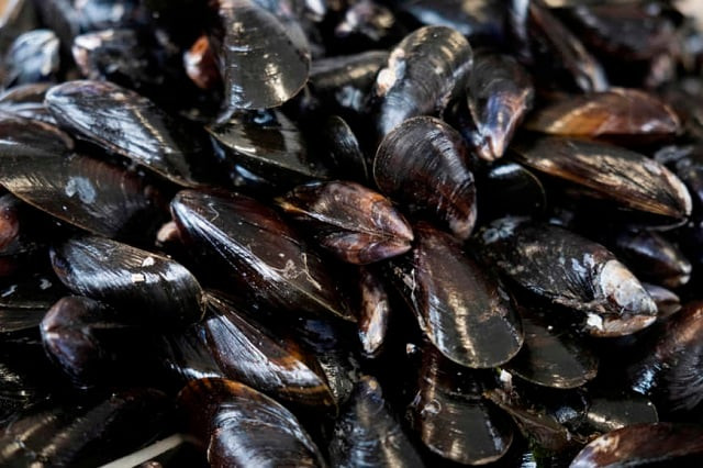 in this file photo taken on october 31 2018 mussels are pictured in the port of grandcamp maisy on the normandy coast northwestern france mussels pump and filter all in the water pesticides bacteria drug residues to feed on phytoplankton they can monitor water quality and maybe one day help to purify it photo afp in this file photo taken on october 31 2018 mussels are pictured in the port of grandcamp maisy on the normandy coast northwestern france mussels pump and filter all in the water pesticides bacteria drug residues to feed on phytoplankton they can monitor water quality and maybe one day help to purify it photo afp