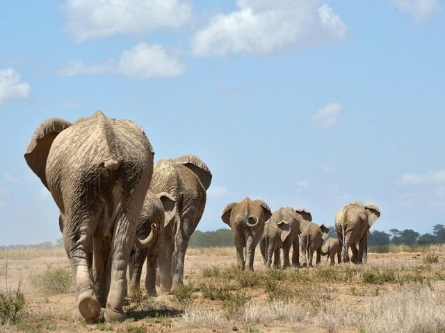 rhinos elephants and other endangered animals were among those being discussed at the conservation summit photo afp rhinos elephants and other endangered animals were among those being discussed at the conservation summit photo afp