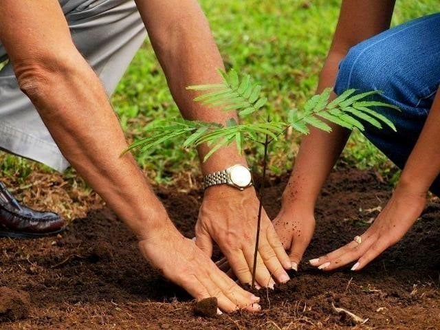 thousands of trees planted in both cities in special afforestation ceremonies photo file