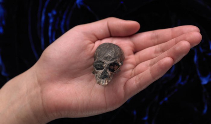ancient monkey skull reveals secrets of primate brain evolution