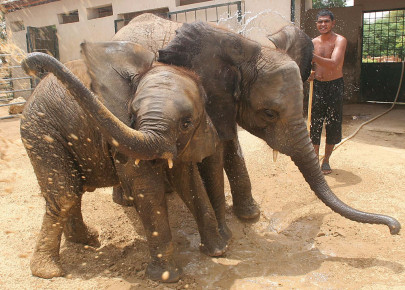 hathi has only 1 sathi as these babies wait for release from isolated quarantine hathi has only 1 sathi as these babies wait for release from isolated quarantine