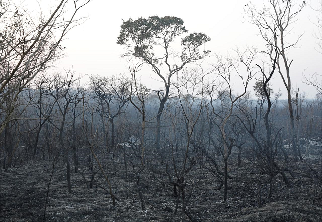 a view shows the burned forest in taperas an area where wildfires have destroyed hectares of forest near robore bolivia august 22 2019 photo reuters