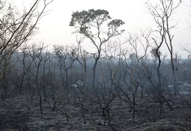 a view shows the burned forest in taperas an area where wildfires have destroyed hectares of forest near robore bolivia august 22 2019 photo reuters a view shows the burned forest in taperas an area where wildfires have destroyed hectares of forest near robore bolivia august 22 2019 photo reuters