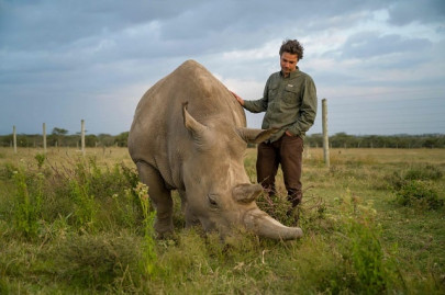 world bank sells first rhino bond to help conservation efforts world bank sells first rhino bond to help conservation efforts