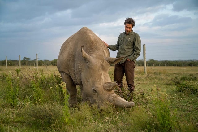 a scientist stands next to a female northern white rhinos one of the last two northern white rhinos left on the planet in an enclosure at ol pejeta conservancy in central kenya on august 21 2019 photo afp