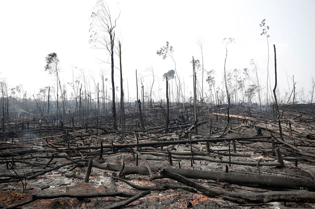 charred trunks are seen on a tract of amazon jungle that was recently burned by loggers and farmers in porto velho brazil august 23 2019 photo reuters charred trunks are seen on a tract of amazon jungle that was recently burned by loggers and farmers in porto velho brazil august 23 2019 photo reuters