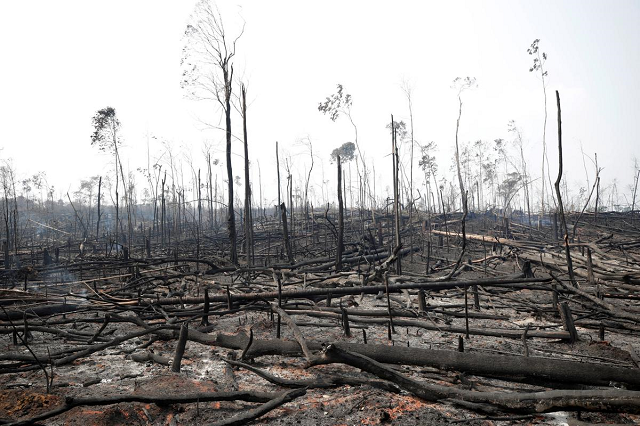 charred trunks are seen on a tract of amazon jungle that was recently burned by loggers and farmers in porto velho brazil august 23 2019 photo reuters
