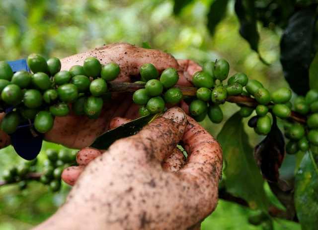 a worker picks coffee fruits at a plantation in pueblorrico colombia march 11 2019 photo reuters