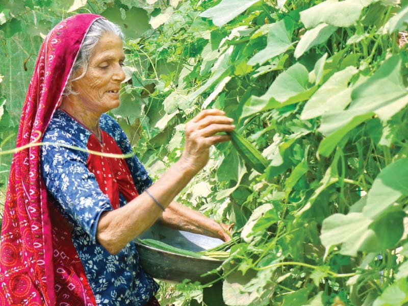 an agricultural worker picks vegetables in a field in tando muhammad khan the proposed bill would ensure she is paid the same as a male labourer doing the same work photo courtesy iftikhar talpur