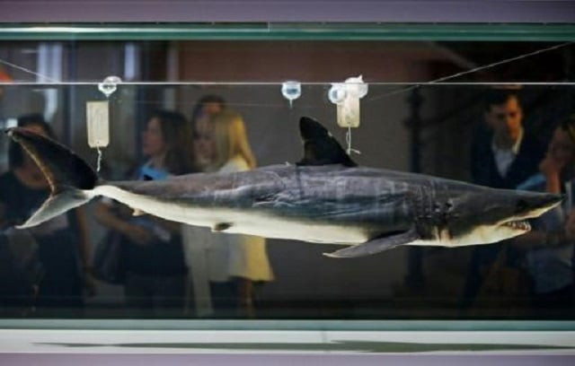 mako sharks are often targeted for their fins which are used in shark fin soup photo afp mako sharks are often targeted for their fins which are used in shark fin soup photo afp