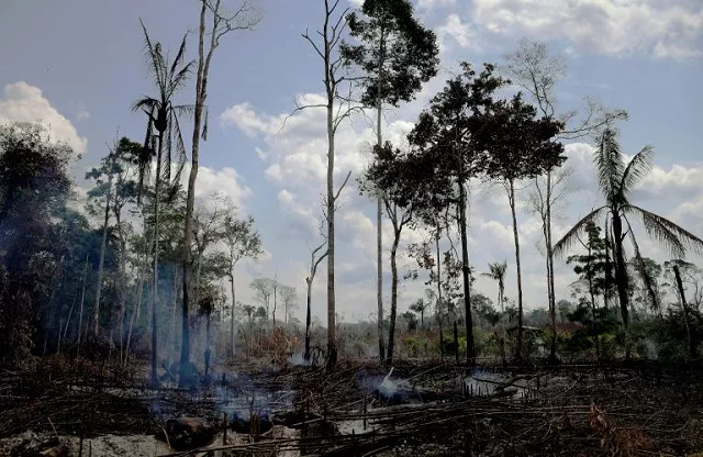 burnt and charred trees smoulder in the amazon rainforest in brazil 039 s rondonia state photo afp burnt and charred trees smoulder in the amazon rainforest in brazil 039 s rondonia state photo afp