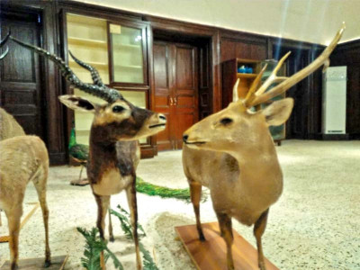 sindh s only wildlife museum to open its doors for public next month sindh s only wildlife museum to open its doors for public next month