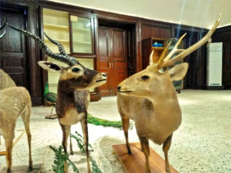the museum will have around 300 specimen of birds and 30 of reptiles owing to its geographical location sindh is home to a number of bird species according to wildlife officials photos express the museum will have around 300 specimen of birds and 30 of reptiles owing to its geographical location sindh is home to a number of bird species according to wildlife officials photos express