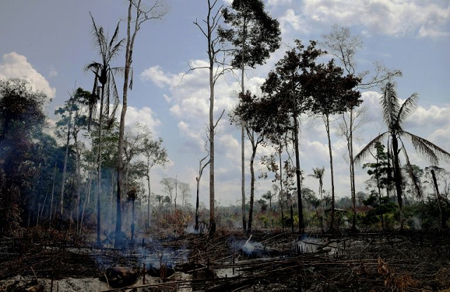 burnt and charred trees smoulder in the amazon rainforest in brazil 039 s rondonia state photo afp burnt and charred trees smoulder in the amazon rainforest in brazil 039 s rondonia state photo afp