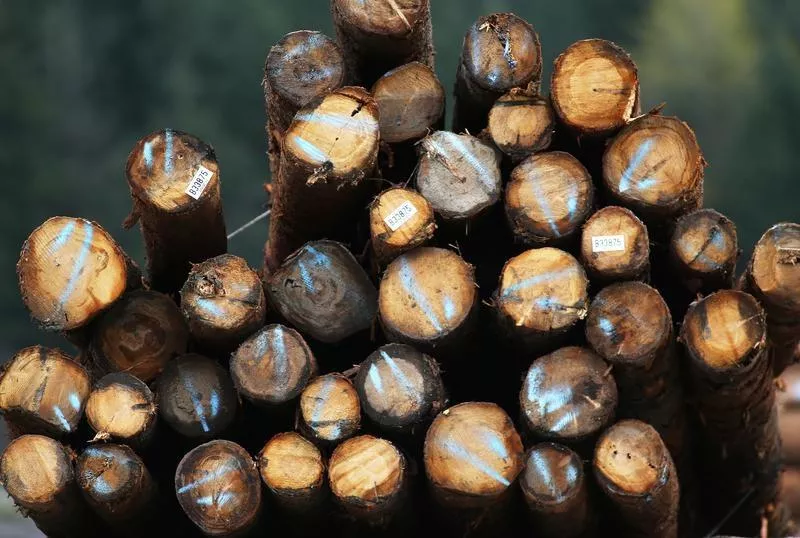a reuters file photo of wood a reuters file photo of wood