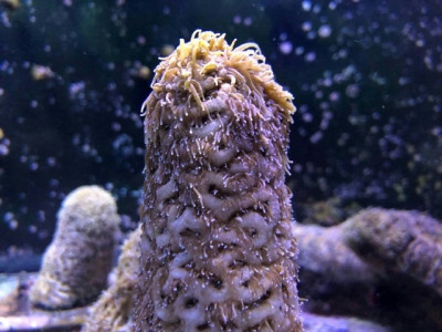 scientists reproduce coral in lab offering hope for reefs scientists reproduce coral in lab offering hope for reefs