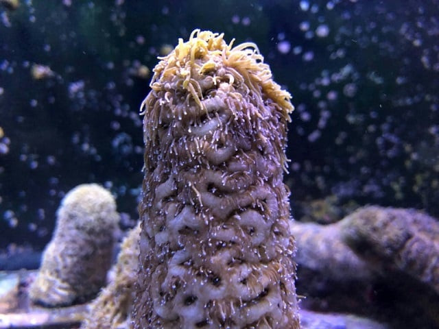 pillar corals in a water tank at the florida aquarium conservation center labs where scientists were able to reproduce the endangered coral species photo afp pillar corals in a water tank at the florida aquarium conservation center labs where scientists were able to reproduce the endangered coral species photo afp