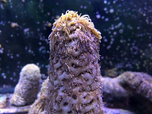 pillar corals in a water tank at the florida aquarium conservation center labs where scientists were able to reproduce the endangered coral species photo afp