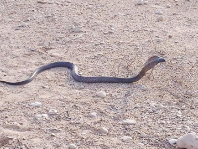 metre long snake whose bite can be fatal has been missing since since escaping from its owner photo courtesy sindh wildlife department metre long snake whose bite can be fatal has been missing since since escaping from its owner photo courtesy sindh wildlife department