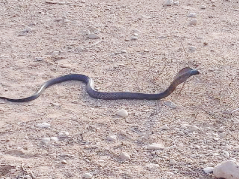 metre long snake whose bite can be fatal has been missing since since escaping from its owner photo courtesy sindh wildlife department