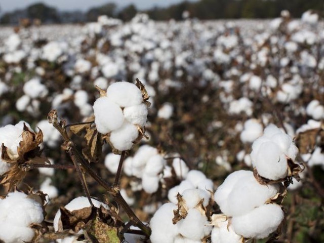 cotton crop photo reuters