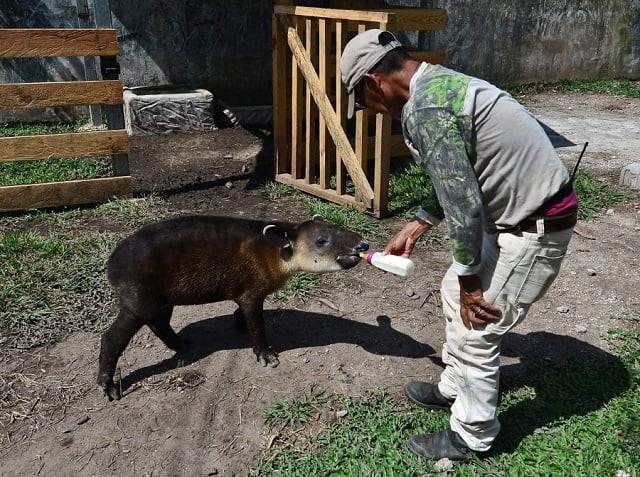 a man feeds a newborn tapir at the joya grande zoo in santa cruz de yojoa 150 km north of tegucigalpa joya grande which was seized to quot los cachiros quot drug cartel five years ago started raising south american tapirs an endangered species photo afp a man feeds a newborn tapir at the joya grande zoo in santa cruz de yojoa 150 km north of tegucigalpa joya grande which was seized to quot los cachiros quot drug cartel five years ago started raising south american tapirs an endangered species photo afp