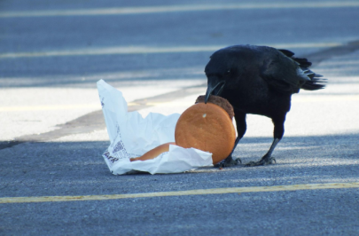 scientists feed crows cheeseburgers studying cholesterol levels scientists feed crows cheeseburgers studying cholesterol levels