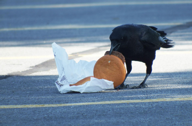 scientists feed crows cheeseburgers studying cholesterol levels