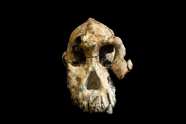 the skull known as 039 mrd 039 was discovered not far from the younger lucy the ancient ancestor of modern humans photo afp the skull known as 039 mrd 039 was discovered not far from the younger lucy the ancient ancestor of modern humans photo afp