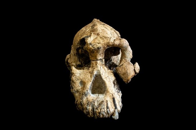 rare 3 8 million year old skull yields new clues on how humans evolved