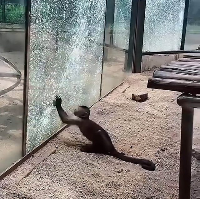watch monkey attempts to escape from zoo by breaking glass enclosure with rock