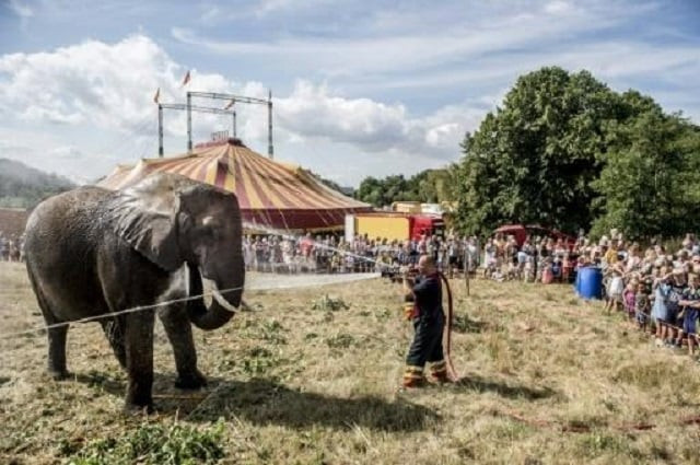 elephants sea lions and zebras are the only animals that can be used in circuses in denmark photo afp elephants sea lions and zebras are the only animals that can be used in circuses in denmark photo afp