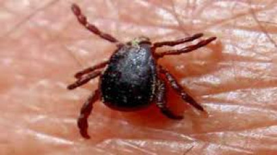 three more congo virus cases reported in quetta three more congo virus cases reported in quetta