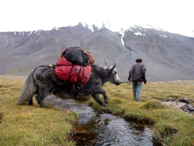 a man guides his yak to broghil where other athletes take part in a warm up match of yak polo photos express a man guides his yak to broghil where other athletes take part in a warm up match of yak polo photos express