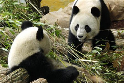 berlin zoo delights in rare birth of panda twins