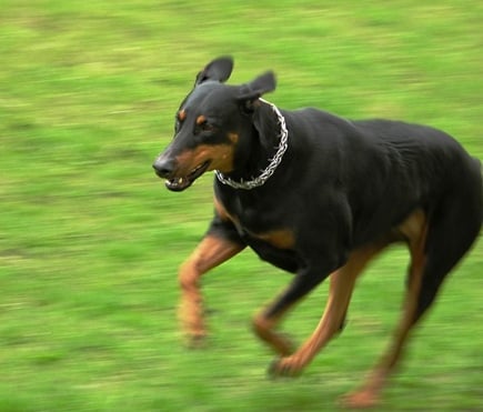 rabies a disease which causes around 70 000 deaths annually in the world can be prevented through proper vaccination photo file