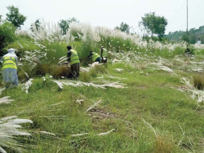 civic authorities continue clearing wild growth in islamabad civic authorities continue clearing wild growth in islamabad