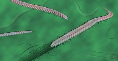 the worm that turned fossils shed light on early animal movement the worm that turned fossils shed light on early animal movement