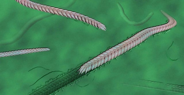 an artist 039 s reconstruction of what the yilingia spiciformis worm looked like photo afp an artist 039 s reconstruction of what the yilingia spiciformis worm looked like photo afp