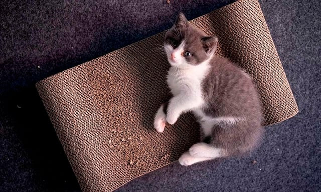 this photo taken on september 2 2019 shows china 039 s first cloned kitten called garlic at the chinese company sinogene a pet cloning outfit which has cloned more than 40 pet dogs since 2017 in beijing to clone a dog costs a hefty 380 000 yuan 53 000 usd and 250 000 yuan 35 000 usd for a cat photo afp this photo taken on september 2 2019 shows china 039 s first cloned kitten called garlic at the chinese company sinogene a pet cloning outfit which has cloned more than 40 pet dogs since 2017 in beijing to clone a dog costs a hefty 380 000 yuan 53 000 usd and 250 000 yuan 35 000 usd for a cat photo afp