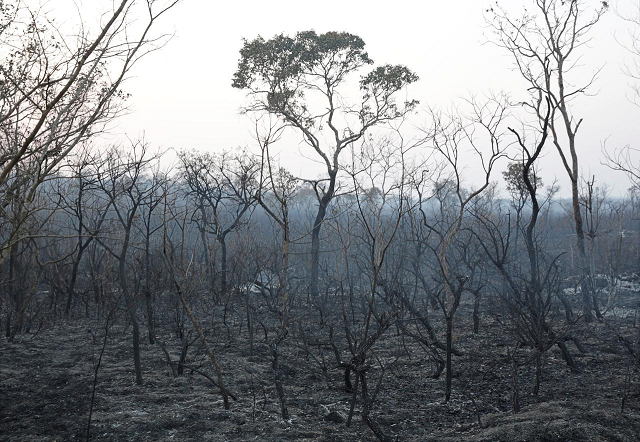 a view shows the burned forest in taperas an area where wildfires have destroyed hectares of forest near robore bolivia august 22 2019 photo reuters a view shows the burned forest in taperas an area where wildfires have destroyed hectares of forest near robore bolivia august 22 2019 photo reuters