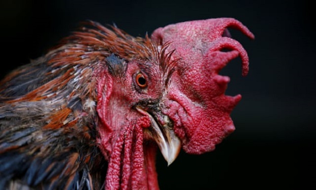 maurice the cockerel finally has something to crow about photo reuters