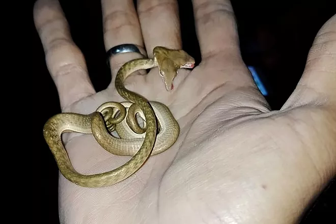 a rare two headed snake is seen in the palm of a person 039 s hand in bali photo afp a rare two headed snake is seen in the palm of a person 039 s hand in bali photo afp