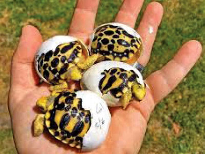 ensuring protection of star tortoise ensuring protection of star tortoise