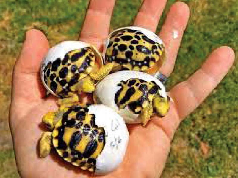 star tortoise found in sindh balochistan and parts of punjab have become increasingly endangered in recent years due to smuggling and excessive hunting photos express