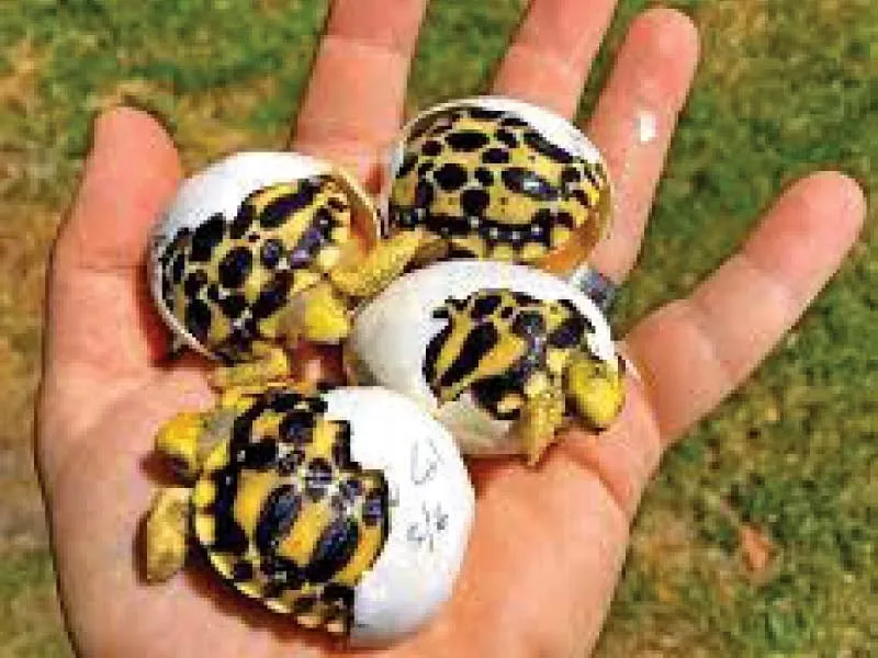 star tortoise found in sindh balochistan and parts of punjab have become increasingly endangered in recent years due to smuggling and excessive hunting photos express star tortoise found in sindh balochistan and parts of punjab have become increasingly endangered in recent years due to smuggling and excessive hunting photos express