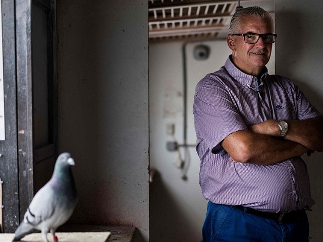 pigeon enthusiast jo l verschoot poses on september 4 2019 at the quot verschoot pigeons loft quot in ingelmunster belgium photo afp